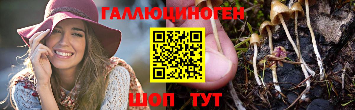 Псилоцибиновые грибы GOLDEN TEACHER  Волгоград 